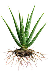 Fototapeta premium Aloe Vera Plant, Isolated Transparent Background, Tropical Design Element