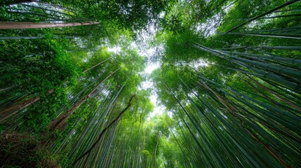 Lush bamboo forest canopy from below, tall green stalks stretching upward into a sea of foliage