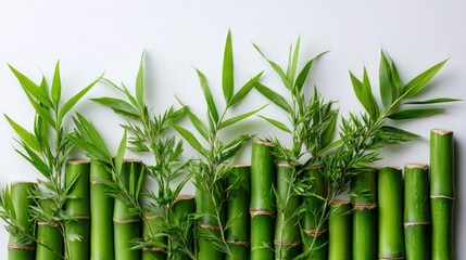 Fototapeta premium Natural bamboo pieces with lush green foliage, separated on a studio-white background