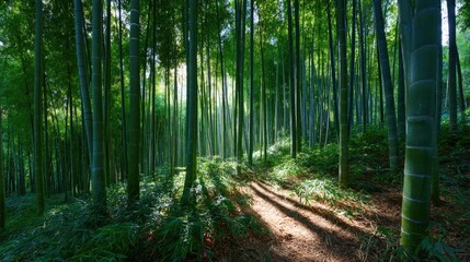 Fototapeta premium Panoramic view of a sunlit bamboo forest, full of lush green textures and natural rhythm