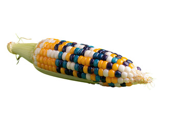 Fototapeta premium Colorful Corn Cob, Isolated Transparent Background