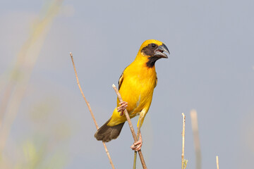 Obraz premium A colorful Asian golden weaver bird perches on a branch and looks for food.