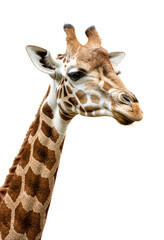 Fototapeta premium Giraffe Face, Isolated Transparent Background, Nature Graphic Element