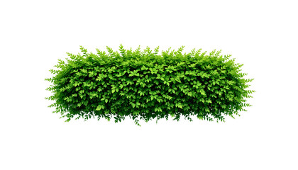"High-Resolution Transparent PNG of Lush Green Bush – Perfect for Landscaping & Digital Design Projects"