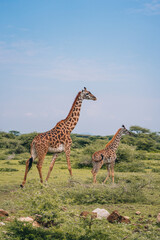 Obraz premium Majestätische Giraffen in der weiten Savanne Tansanias. Das sanfte Licht der Safari betont ihre elegante Silhouette und fängt die ungezähmte Schönheit der afrikanischen Wildnis ein.