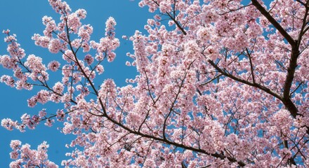 Blossoming cherry tree