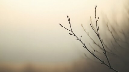 Fototapeta premium Misty Morning Branches In Soft Light