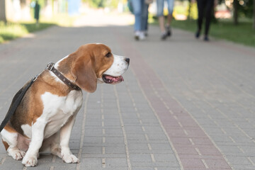 Beautiful purebred beagle dog on the grass in the city.