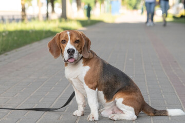 Beautiful purebred beagle dog on the grass in the city.