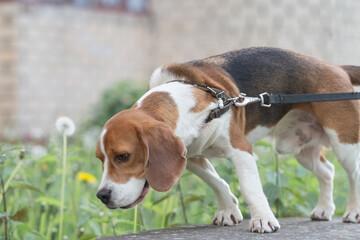Beautiful purebred beagle dog on the grass in the city.
