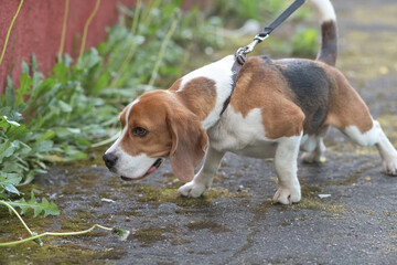 Beautiful purebred beagle dog on the grass in the city.