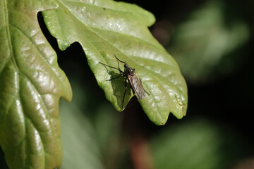 Empis tessellata, a species of dagger fly