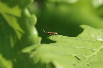 A soldier beetle, Rhagonycha nigriventris