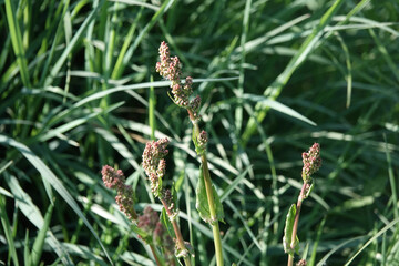 Obraz premium Flowers of Common Sorrel (Rumex acetosa)