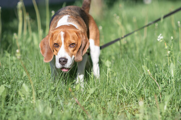 Beautiful purebred beagle dog on the grass in the city.