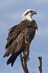 Osprey at Yardie Creek in Cape Range National Park, Western Australia, Australia
