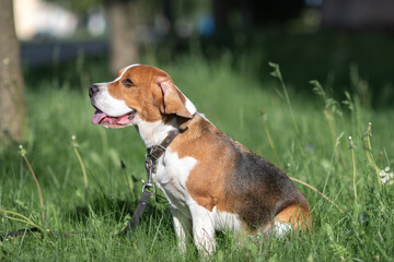 Beautiful purebred beagle dog on the grass in the city.