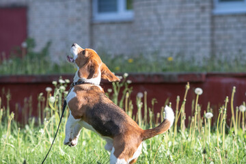 Beautiful purebred beagle dog on the grass in the city.