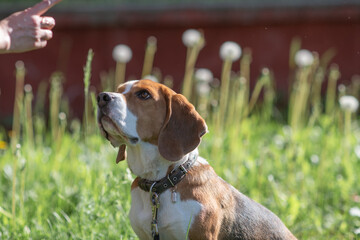 Beautiful purebred beagle dog on the grass in the city.