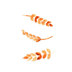 Watercolor spikelets of rye product vector illustration. Painted isolated natural organic fresh eco food on white background