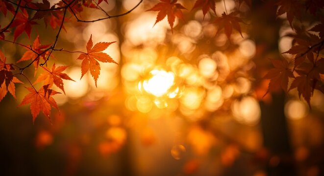 Enchanting Autumn Sunset: Golden Hour Glow Illuminates Vibrant Maple Leaves in a Serene Forest. High quality professional stock photo suitable for commercial use.