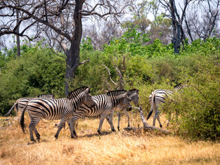 A group of zebras (Equus quagga) in Hwange National Park on their way into the forest.