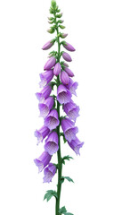 Obraz premium Purple Foxglove Flower, Isolated Transparent Background