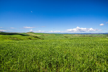 Val d'Orcia, Tuscany, during spring time with green fields.