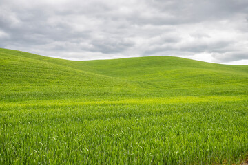 Val d'Orcia, Tuscany, during spring time with green fields.