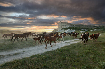 Herd of wild horses galloping across a dusty landscape at sunset near dramatic cliffs