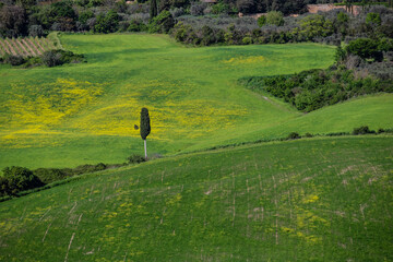 Val d'Orcia, Tuscany, during spring time with green fields.