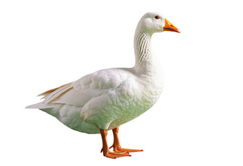 White Duck, Isolated Transparent Background, Minimalist Design Element