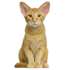 Obraz premium A charming orange tabby cat sitting upright with an alert expression, showcasing its striking features and vibrant fur against a white isolated background.
