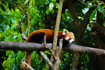 The red panda or Ailurus fulgens, also known as the lesser panda, is a small mammal native to the...