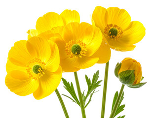 Vibrant Yellow Buttercups with Lush Petals, isolated on transparent background PNG