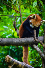 The red panda or Ailurus fulgens, also known as the lesser panda, is a small mammal native to the eastern Himalayas and southwestern China