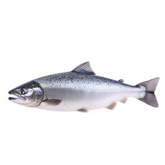 Naklejka premium A fresh salmon fish displayed against a white isolated background, highlighting its shiny scales and streamlined body, ideal for culinary, health, and seafood-related themes.