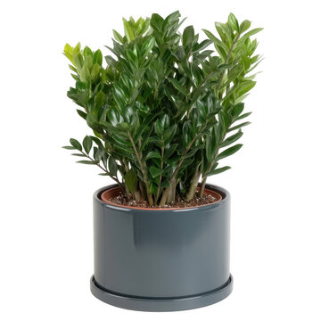 A lush Zamioculcas zamiifolia, also known as a ZZ plant, in a modern gray pot, showcasing vibrant green leaves against a clean, isolated background.