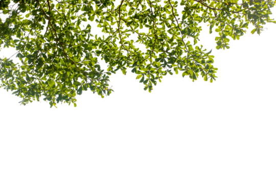 Tropical tree leaves and branch foreground
