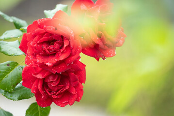 雨に濡れた赤い薔薇のクローズアップ