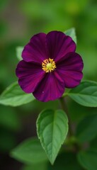 Fototapeta premium Solanum crispum's deep purple flower, garden setting , image, vine