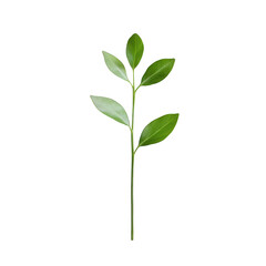 Fototapeta premium A slender green stem with several glossy leaves, showcasing natural beauty and freshness against a white background, perfect for botanical themes and design.