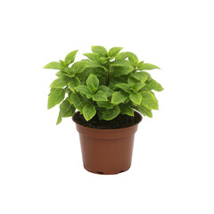 A vibrant green houseplant in a brown pot, showcasing healthy leaves and lush growth against a white isolate background.