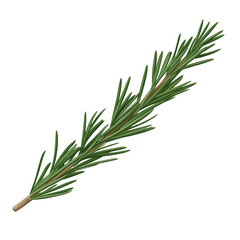 Fototapeta premium A vibrant green rosemary sprig isolated on a white background, showcasing its rich texture and aromatic qualities, perfect for culinary, herbal, or botanical themes.