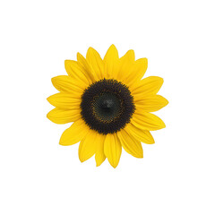 Fototapeta premium A vibrant sunflower with a golden yellow bloom and dark center, captured in detail, showcasing the beauty of nature.