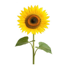 Obraz premium A vibrant sunflower with a striking yellow petals and a dark center, displaying its natural beauty against a white isolated background.