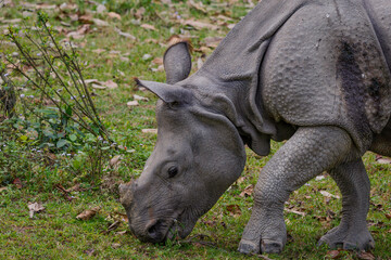 Naklejka premium rhino in the grass - greater one-horned rhinoceros -Rhinocerus unicornis 