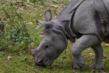 rhino in the grass - Indian rhinoceros - Rhinocerus unicornis 