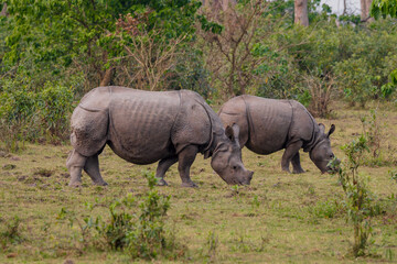 Fototapeta premium Greater one-horned rhinoceros (Rhinocerus unicornis)
