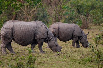 Obraz premium Greater one-horned rhinoceros (Rhinocerus unicornis)